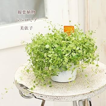 在庫1点のみ　ペペロミア　美依子　斑入り　抜き苗 在庫1点のみ ペペロミア 美依子 斑入り 抜き苗 楽天市場】斑入り